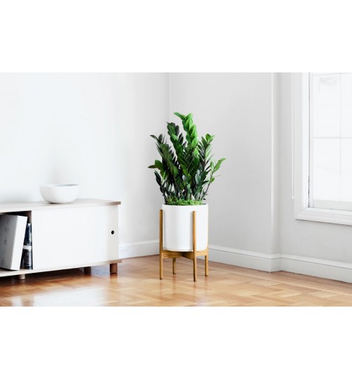 ZZ Plant - With Wooden Stand Best Looking & Easy Manage Indoor Decoration With White Ceramic Planter